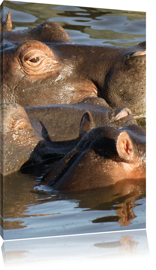 schwimmende Flusspferdfamilie Leinwandbild