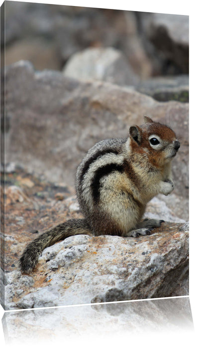 Pixxprint schüchternes Streifenhörnchen, Leinwandbild