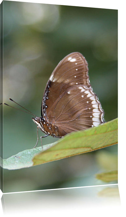 Pixxprint kleine bräunlicher Schmetterling, Leinwandbild