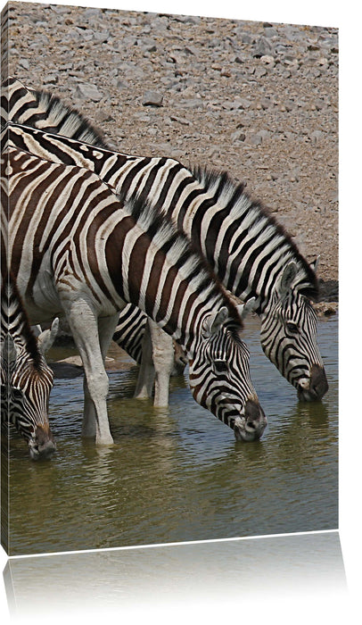 Pixxprint Zebraherde an einem Wasserloch, Leinwandbild