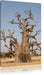 vertrockneter Baum in der Savanne Leinwandbild
