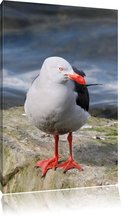 kleine Möwe auf Felsbrocken Leinwandbild