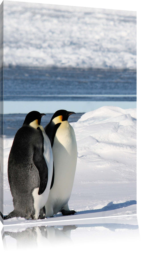 Kaiserpinguine Leinwandbild