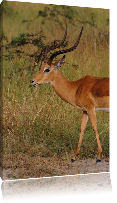 Pixxprint Dorkasgazelle in der Savanne, Leinwandbild