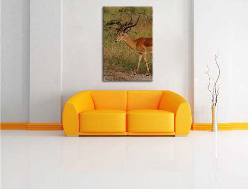Dorkasgazelle in der Savanne Leinwandbild über Sofa