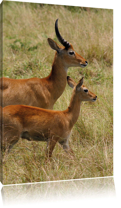 Pixxprint Dorkasgazelle mit Jungtier, Leinwandbild