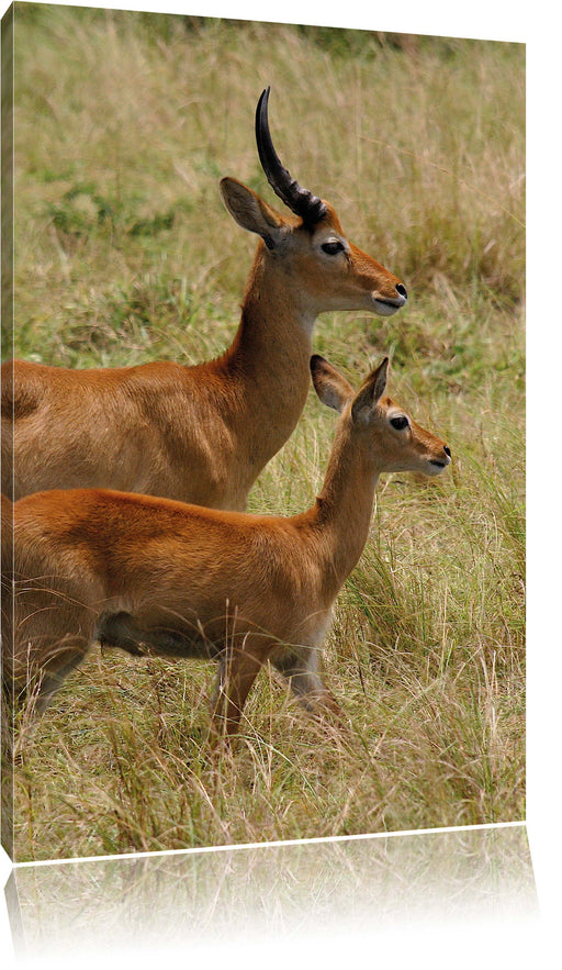 Dorkasgazelle mit Jungtier Leinwandbild