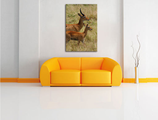 Dorkasgazelle mit Jungtier Leinwandbild über Sofa