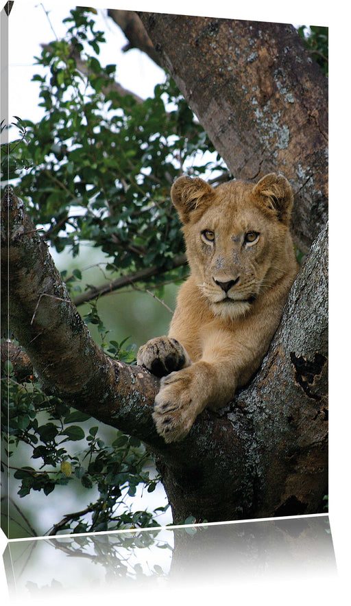 schöne Löwin auf Baum Leinwandbild