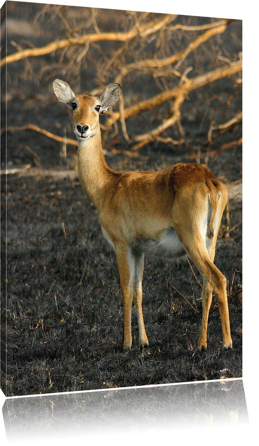 weibliche Gazelle mit Jungtier Leinwandbild