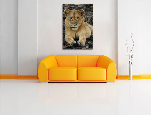 Löwin ruht auf Boden Leinwandbild über Sofa