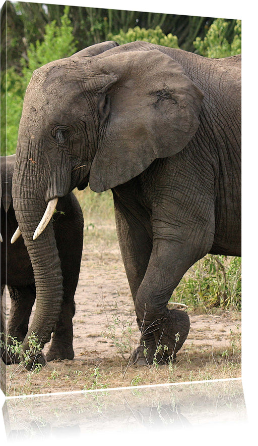 Elefantenkuh mit Jungtier Leinwandbild