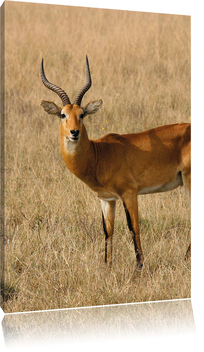 Pixxprint Dorkasgazelle im trockenen Gras, Leinwandbild