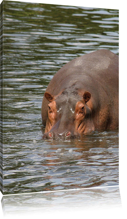 Pixxprint zwei Flusspferde im Wasser, Leinwandbild