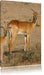 indische Gazelle mit Jungtier Leinwandbild