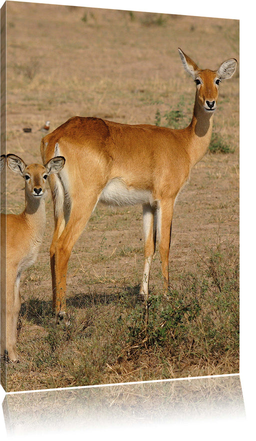 indische Gazelle mit Jungtier Leinwandbild