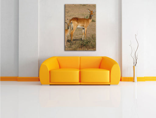 indische Gazelle mit Jungtier Leinwandbild über Sofa