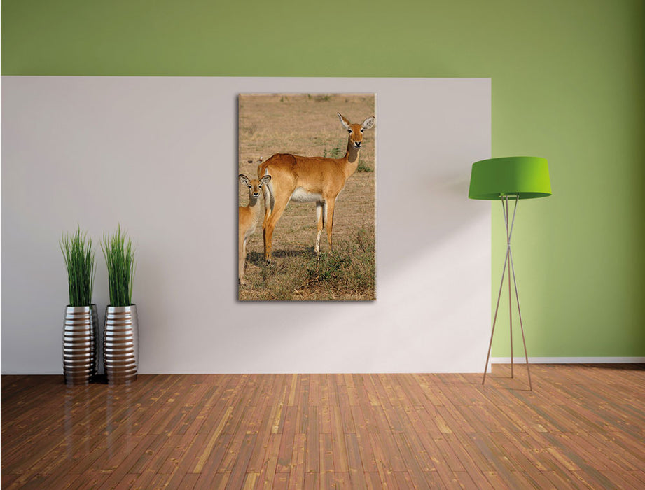 indische Gazelle mit Jungtier Leinwandbild im Flur