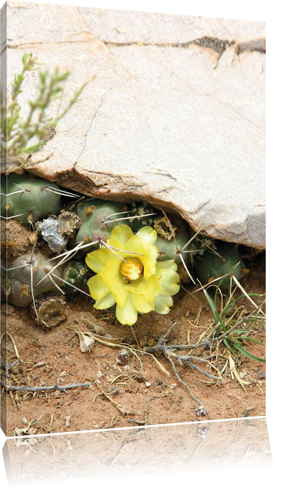 Pixxprint Kakteen mit gelber Blüte, Leinwandbild