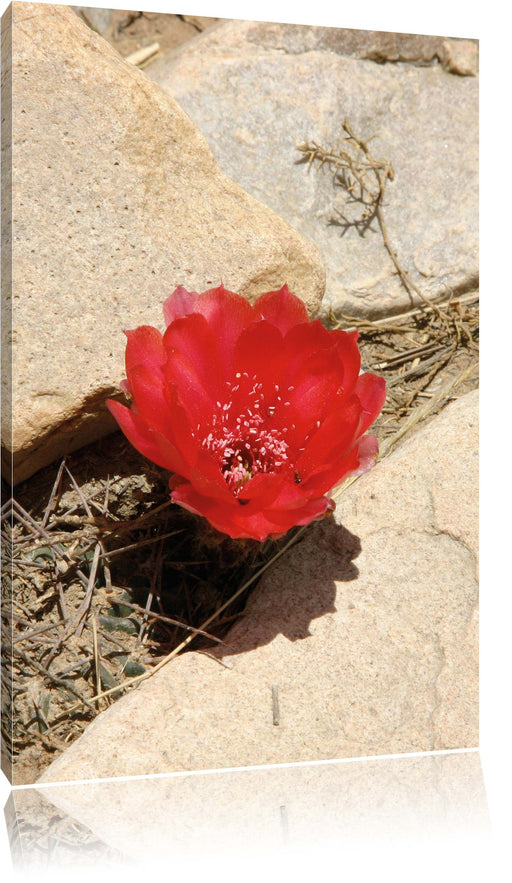 rote Kaktusblüte zwischen Steinen Leinwandbild