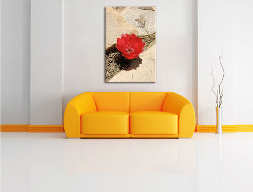 rote Kaktusblüte zwischen Steinen Leinwandbild über Sofa