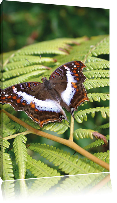 Pixxprint Schmetterling auf Farnblatt, Leinwandbild