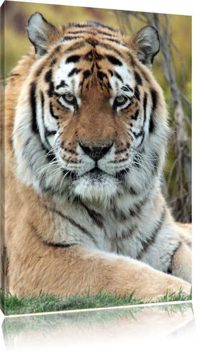 Pixxprint schöner Tiger auf Wiese, Leinwandbild