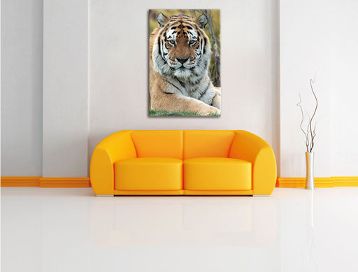 schöner Tiger auf Wiese Leinwandbild über Sofa
