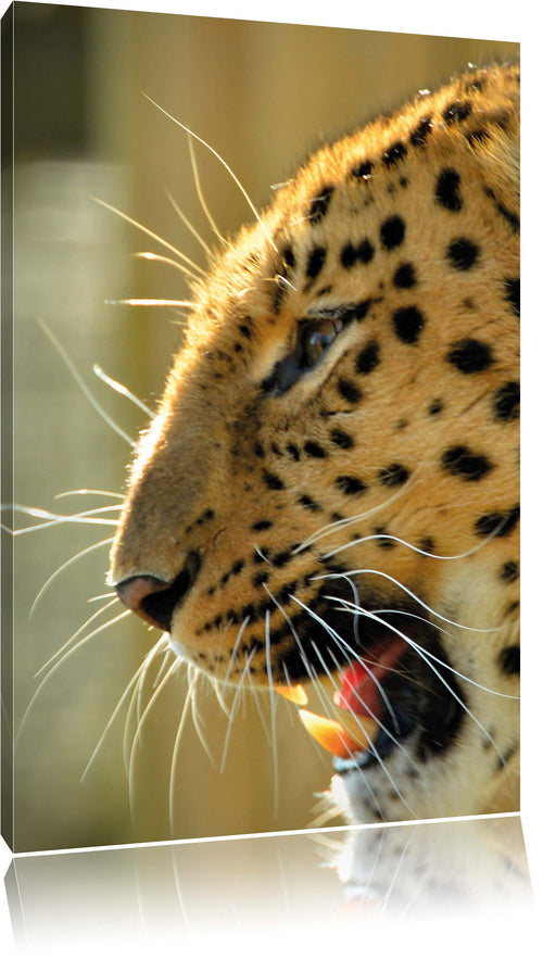 brüllender Leopard Leinwandbild