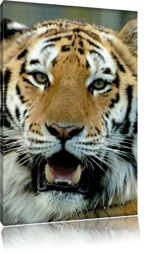 Tiger mit offenem Maul Leinwandbild