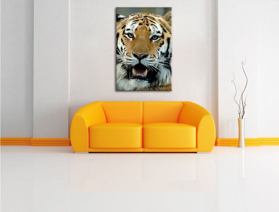 Tiger mit offenem Maul Leinwandbild über Sofa