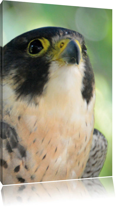 Pixxprint schöner grauer Adler, Leinwandbild