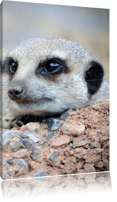 Pixxprint Erdmännchen auf Steinboden, Leinwandbild