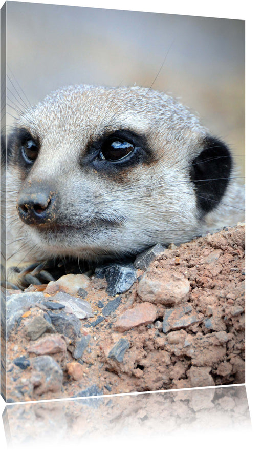 Erdmännchen auf Steinboden Leinwandbild