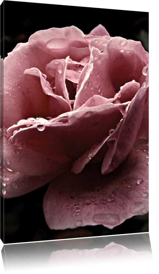 zarte rosafarbene Rosenblüte Leinwandbild