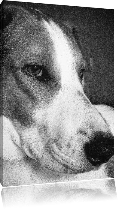 Pixxprint Jack Russel Terrier ruht sich aus, Leinwandbild