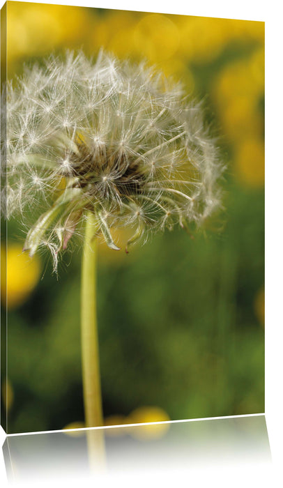 Pixxprint Pusteblume auf Wiese, Leinwandbild