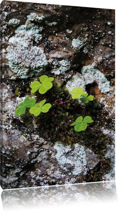 Pixxprint zarte Kleeblätter Stein, Leinwandbild