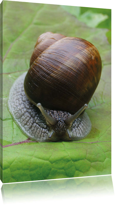 Pixxprint Weinbergschnecke auf Blatt, Leinwandbild