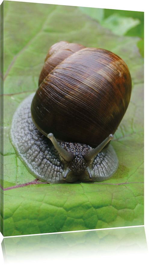 Weinbergschnecke auf Blatt Leinwandbild