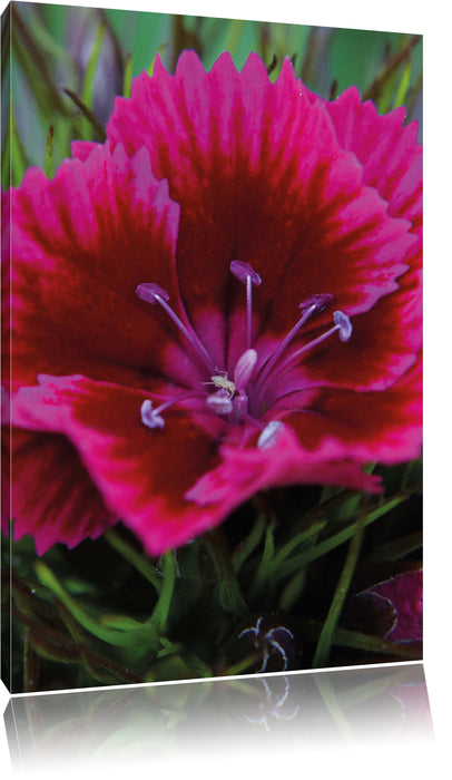 Pixxprint schöne pinkfarbene Blüte, Leinwandbild