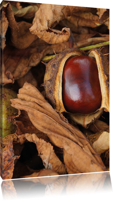 Pixxprint Kastanien mit Schale, Leinwandbild