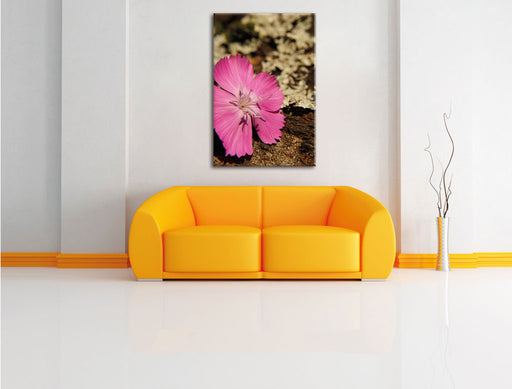 rosafarbene Blüte Leinwandbild über Sofa