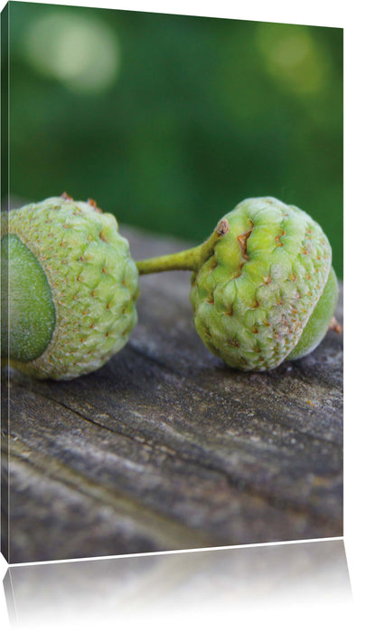 Pixxprint zwei kleine Eicheln, Leinwandbild