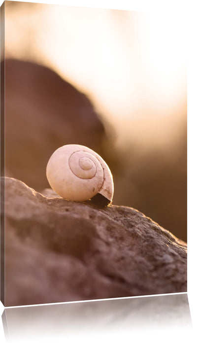 Pixxprint kleine Schnecke auf Stein, Leinwandbild