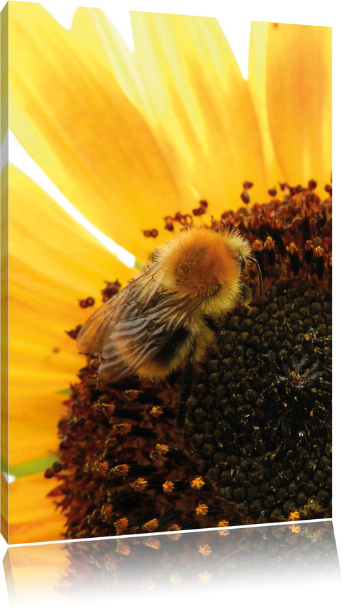 Biene auf Sonnenblume Leinwandbild