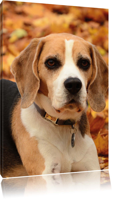 Pixxprint kleiner Beagle im Laub, Leinwandbild