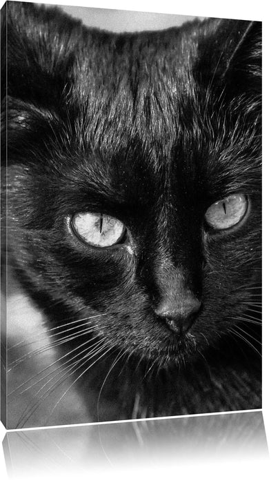 Pixxprint schwarze Katze, Leinwandbild