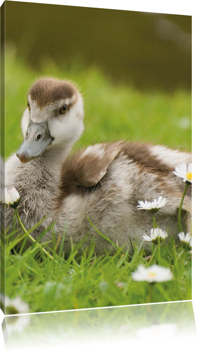 Pixxprint Enten auf Wiese, Leinwandbild