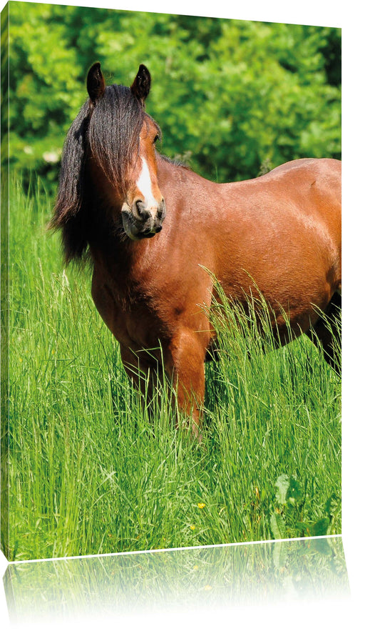 Braunes Pferd auf Wiese Leinwandbild